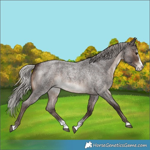 Horse Color:Silver Brown Roan Sabino Splash