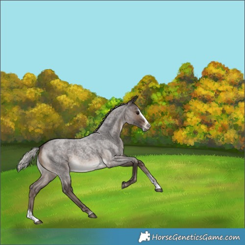 Horse Color:Silver Brown Roan Sabino Splash 