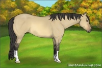 Horse Color:Buckskin Dun 
