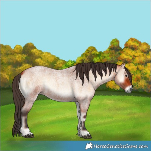 Horse Color:Bay Roan Onyx 