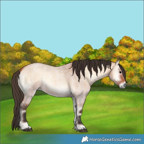 Horse Color:Bay Roan Onyx 