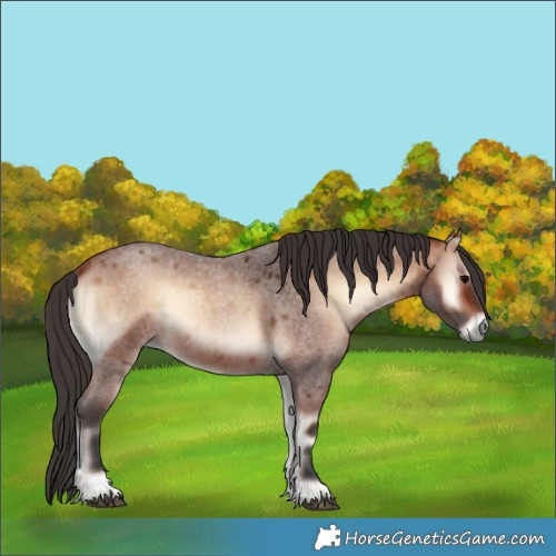 Horse Color:Bay Roan Onyx