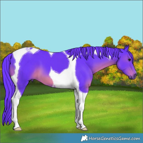 Horse Color:Watercolor Smoky Black Tobiano