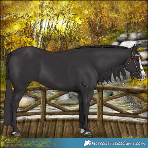 Horse Color:Smoky Black Splash 