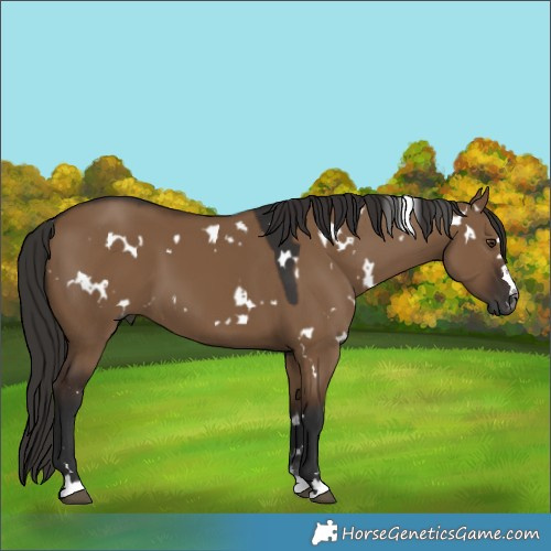 Horse Color:Gray White Spotted Liver Red Dun