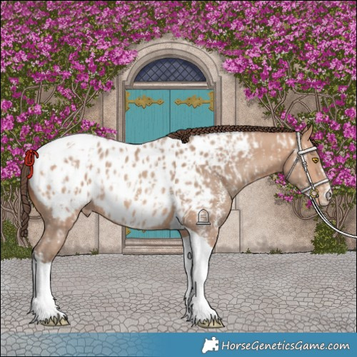 Horse Color:Amber Champagne Sabino Tobiano Near Leopard  and Amber Champagne Sabino Tobiano Near Leopard 