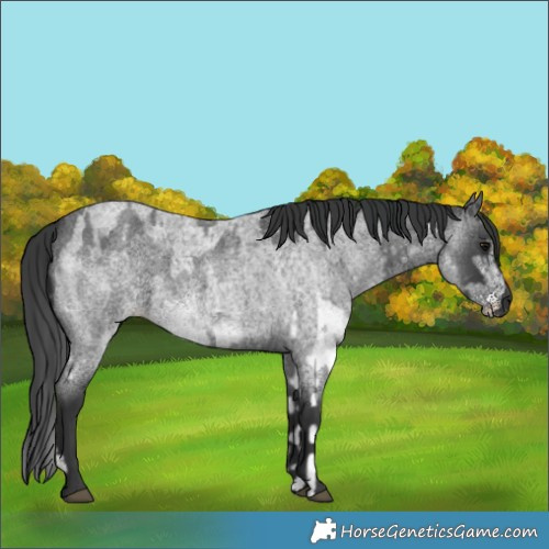 Horse Color:White Spotted Blue Roan Rabicano  and Blue Roan Rabicano 