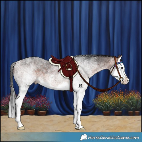 Horse Color:White Spotted Bay Splash 