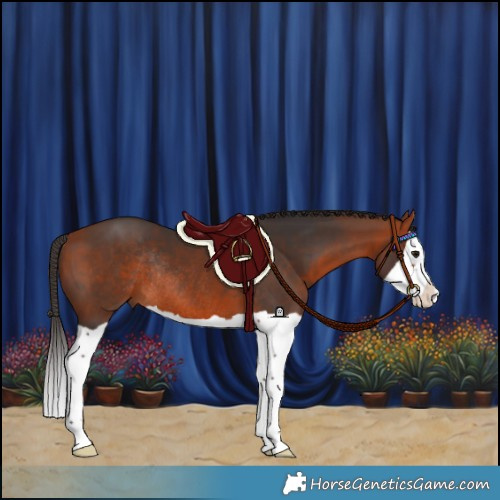 Horse Color:Bay Splash Rabicano 