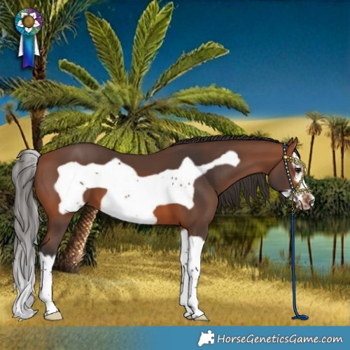 Horse Color:Bay Splash Frame