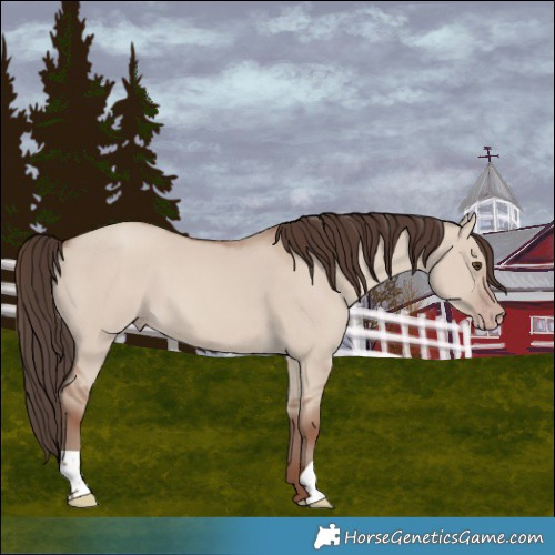 Horse Color:Classic Champagne Dun 