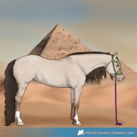 Horse Color:Classic Champagne Dun