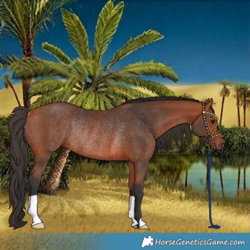 Horse Color:Bay Rabicano