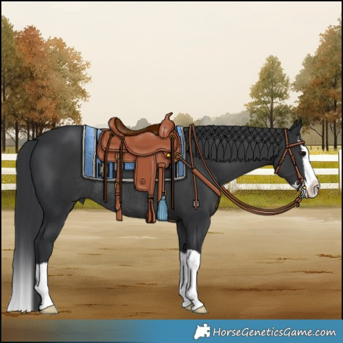 Horse Color:Black Splash Rabicano 