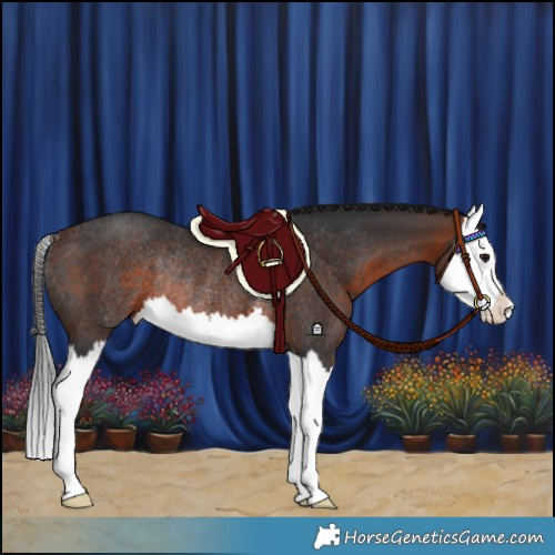 Horse Color:Bay Splash Rabicano
