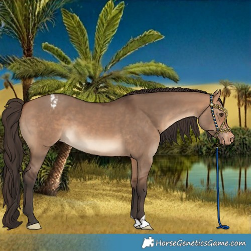 Horse Color:Bay Dun Varnish