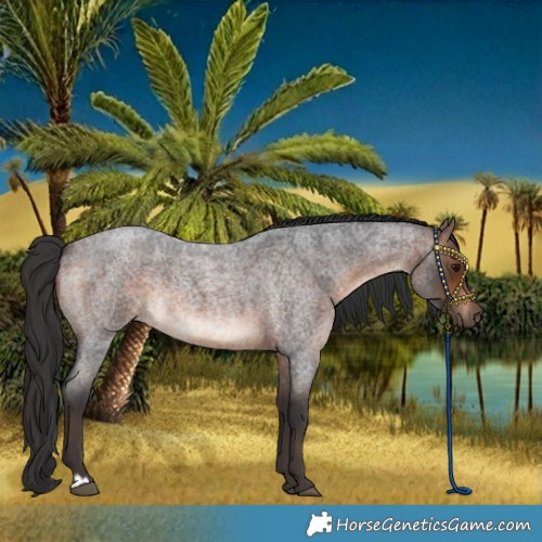 Horse Color:Brown Roan Rabicano 