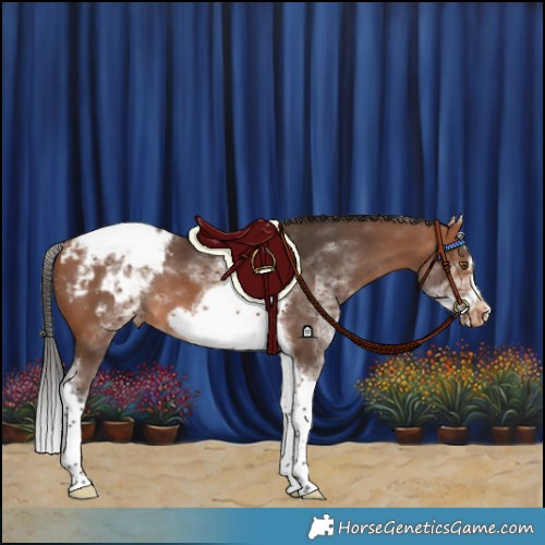 Horse Color:White Spotted Bay Splash Tobiano Frame Blanket Rabicano
