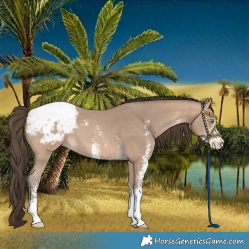 Horse Color:Amber Champagne Sabino Snowcap