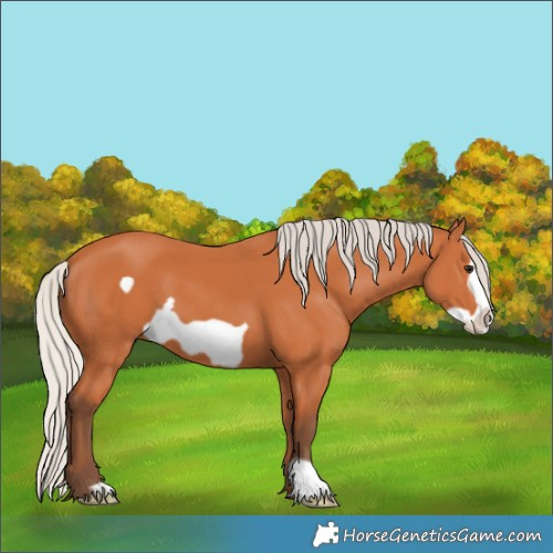 Horse Color:Silver Bay Frame 
