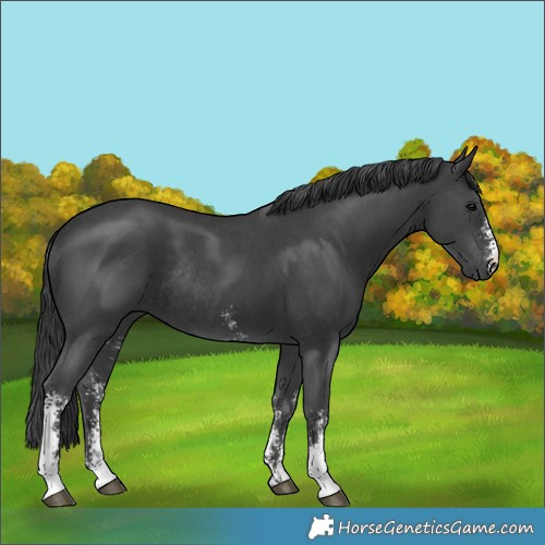 Horse Color:Black Sabino Rabicano 