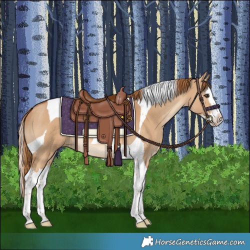 Horse Color:Red Dun Splash Tobiano 