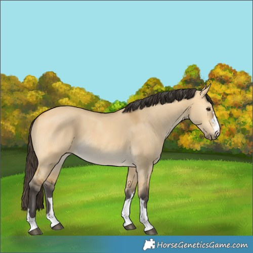 Horse Color:Buckskin Dun