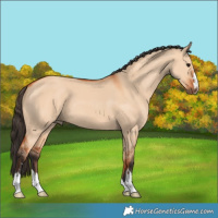 Horse Color:Bay Dun 