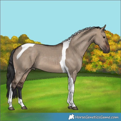 Horse Color:Brown Dun Tobiano
