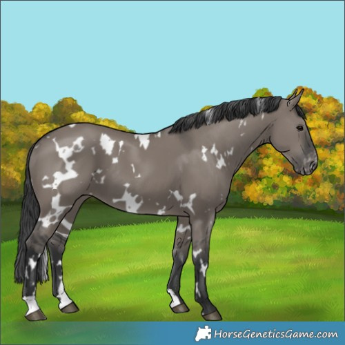 Horse Color:White Spotted Grullo Appaloosa