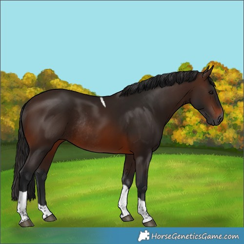 Horse Color:Gray Bay Tobiano Rabicano 