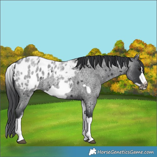 Horse Color:White Spotted Blue Roan Splash Frame Blanket 