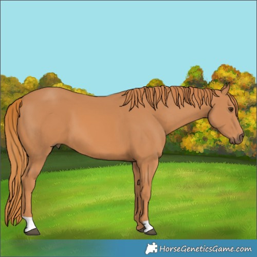 Horse Color:Chestnut 