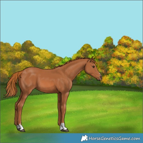 Horse Color:Chestnut 