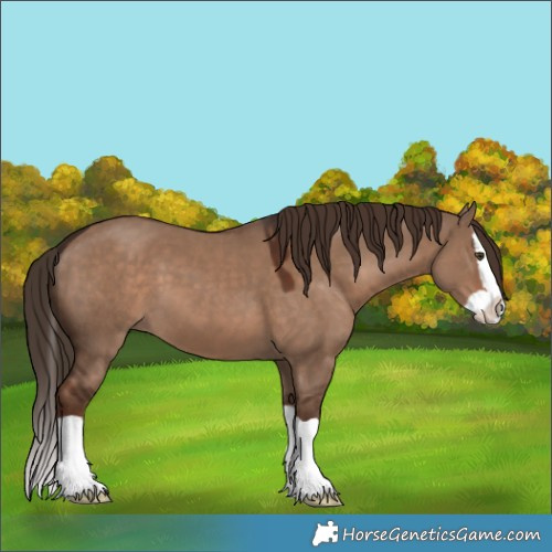 Horse Color:Liver Red Dun Splash 
