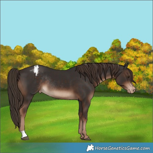 Horse Color:Liver Chestnut Appaloosa Rabicano