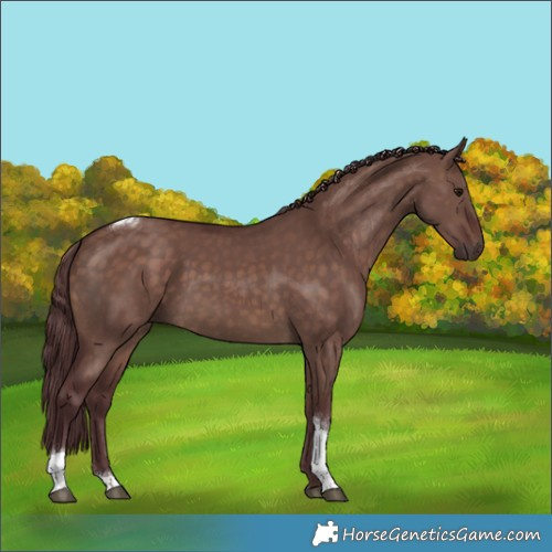 Horse Color:Chocolate Brown Dun Tobiano Rabicano