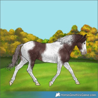 Horse Color:Chocolate Brown Splash Tobiano Frame Rabicano 