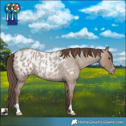 Horse Color:Classic Champagne Roan Appaloosa Rabicano