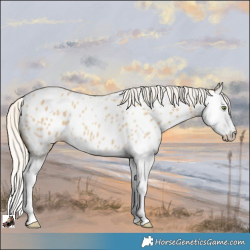 Horse Color:Silver Classic Cream Champagne Roan Splash Appaloosa