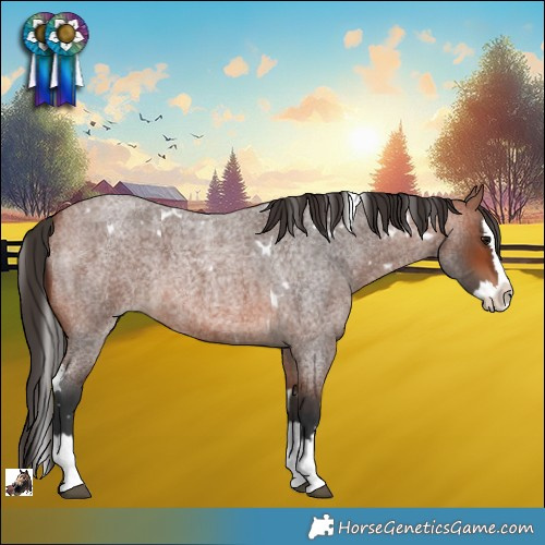 Horse Color:White Spotted Bay Roan Splash