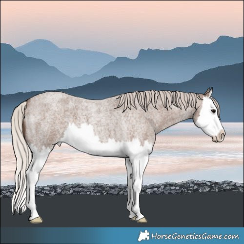 Horse Color:Silver Blue Roan Splash