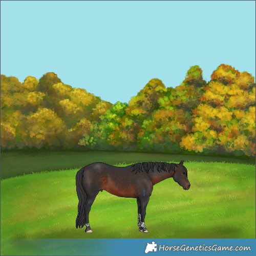 Horse Color:Brown Tobiano