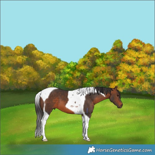 Horse Color:Brown Tobiano 