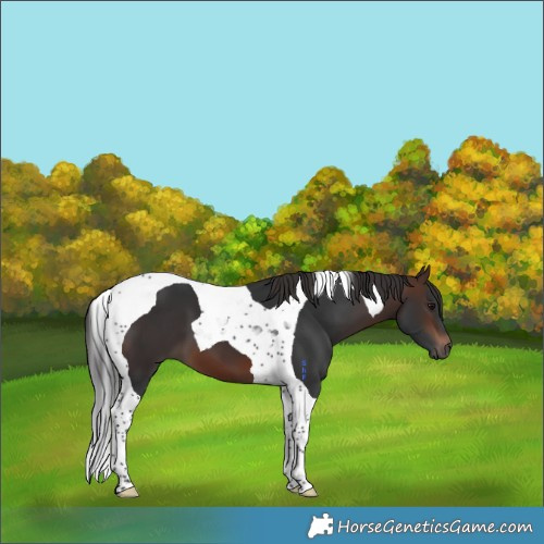 Horse Color:Brown Tobiano 