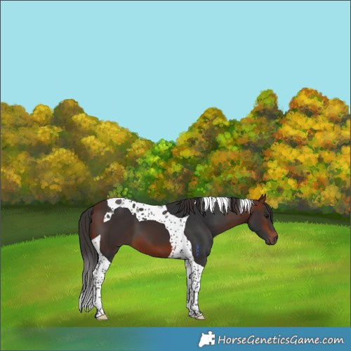 Horse Color:Bay Tobiano