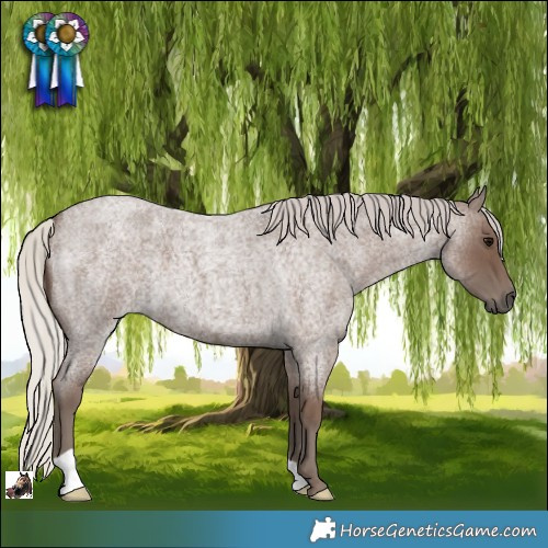 Horse Color:Silver Blue Roan 