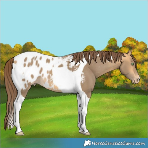 Horse Color:Sable Cream Champagne Tobiano Appaloosa