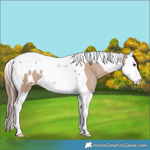 Horse Color:Classic Champagne Dun Splash Tobiano Blanket 