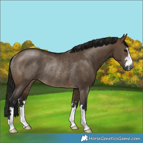 Horse Color:Gray Bay Dun Rabicano 